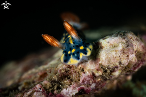 A Hypselodoris infucata nudibranch