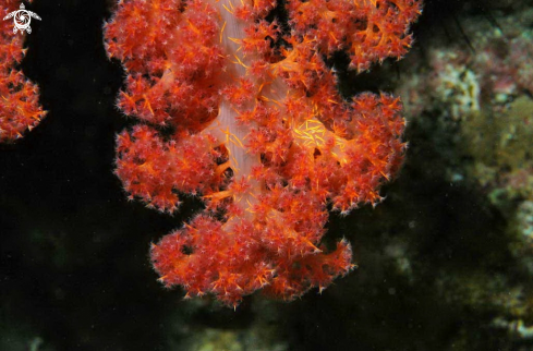 A soft corals