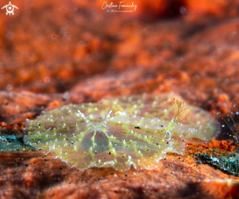 A Flat worm