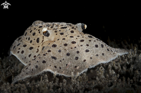 A Euselenops luniceps