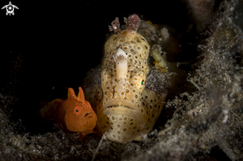 A Painted Frogfish