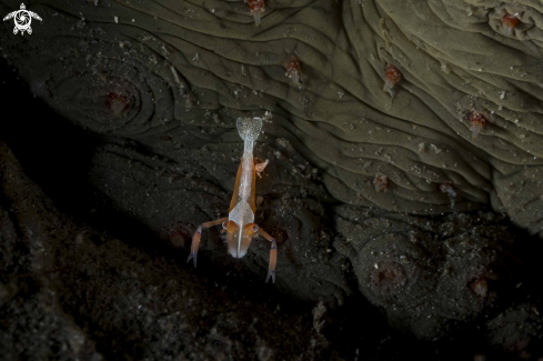 A Emperor Shrimp
