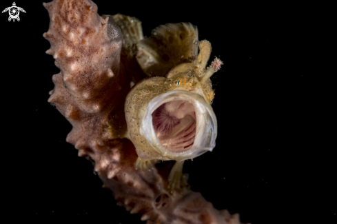 A Painted Frogfish