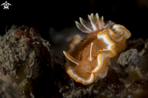 A Glossodoris rufomarginata