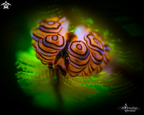 A Doto Sea Slug