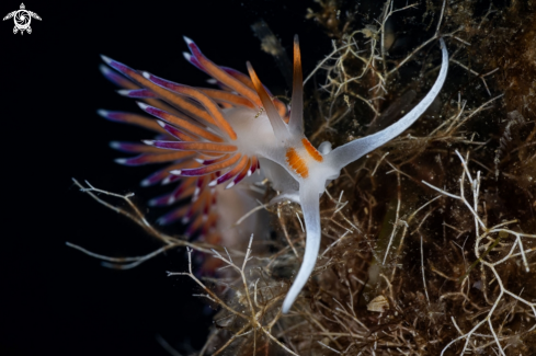 A Cratena nudibranch 