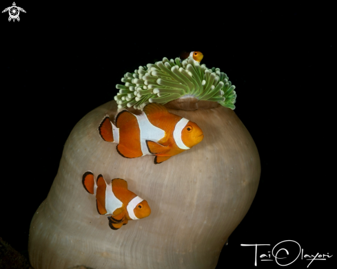 A Amphiprion ocellaris