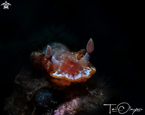 A Spanish dancer