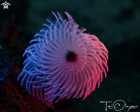 A Feather duster worm 