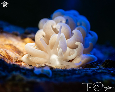 A Phyllodesmium parangatum