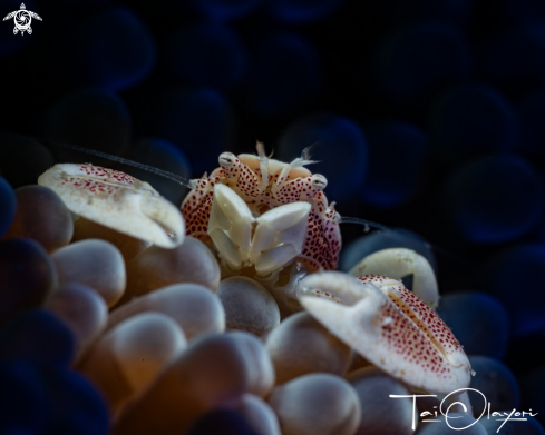 A Porcelain crab