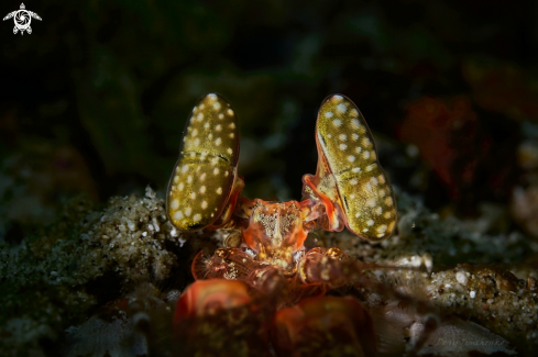 A Mantis Shrimp