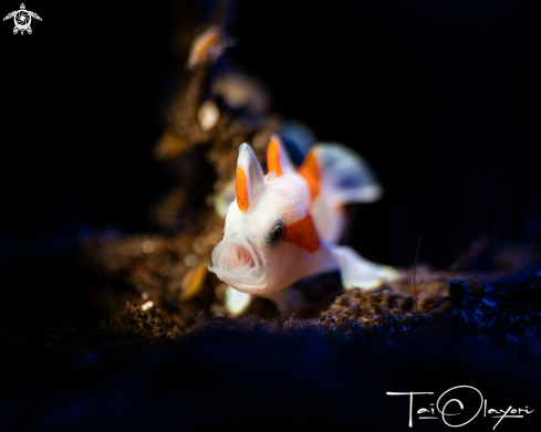 A Antennarius maculatus, juvenile