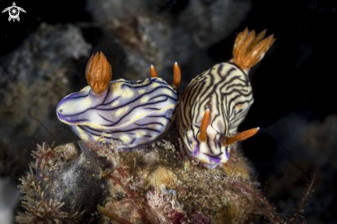 A Hypselodoris zephyra