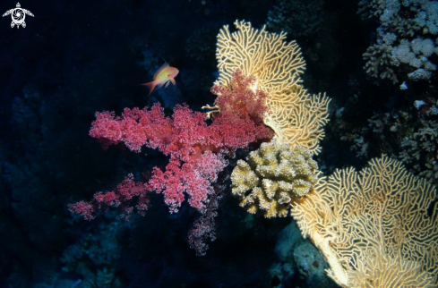 A soft corals