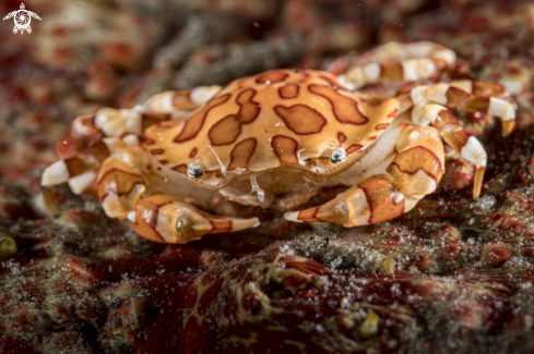 A Swimming Crab