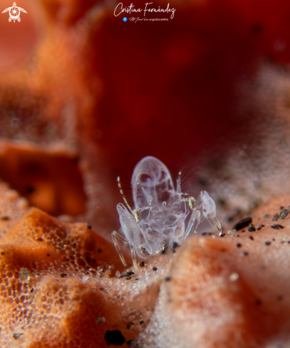 A Ghost shrimp 