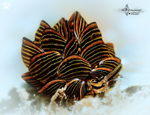 A Tiger Butterfly Seaslug (15-20 mm) 