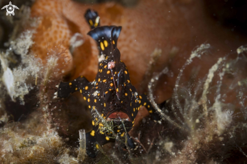 A Warty Frogfish