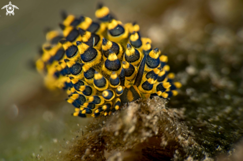 A Costasiella sp.