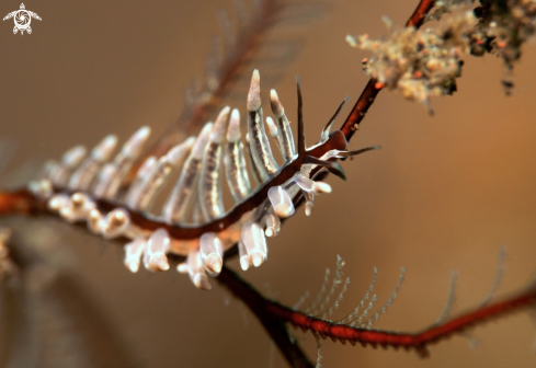 A Nudibranch