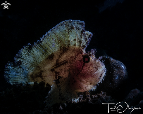 A Leaf scorpionfish