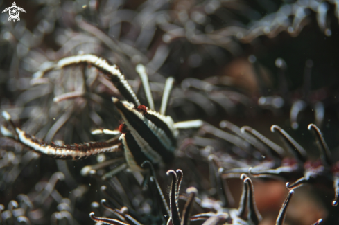 A Crinoid Squat Lobster