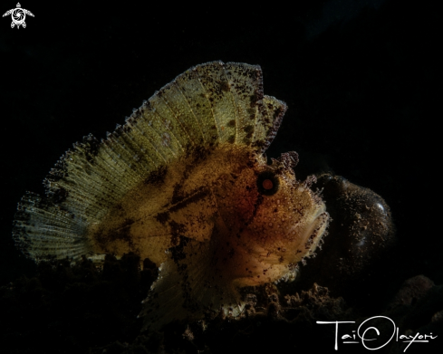 A Leaf scorpionfish