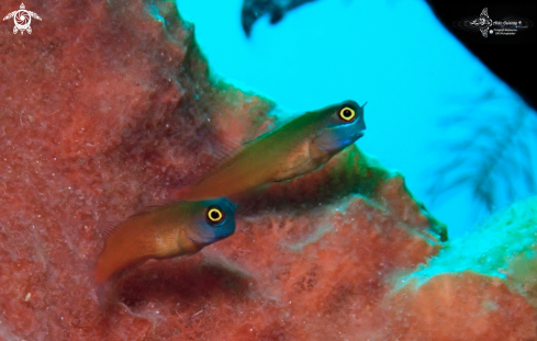 A Blue Face Blenny