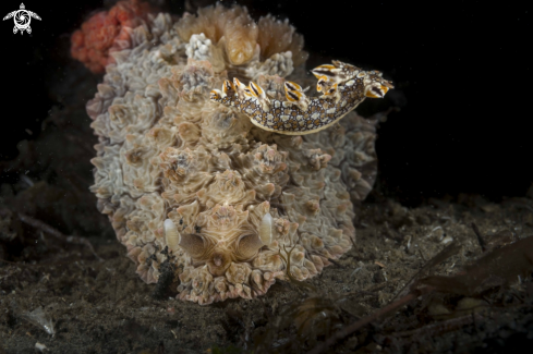 A Dendrodoris Tuberculosa
