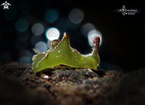 A Elysia Sea Slug