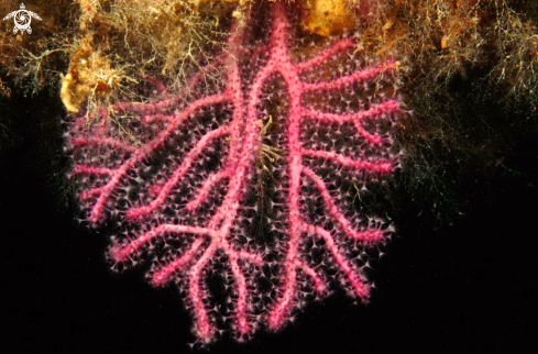 A soft corals