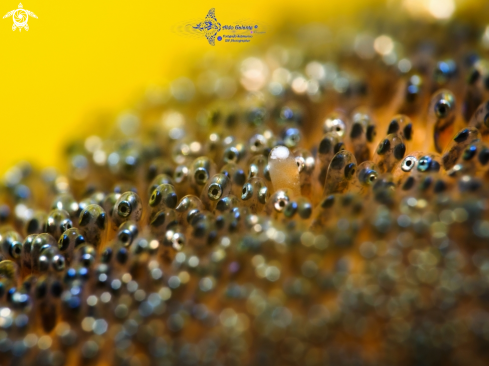A Clownfish Eggs