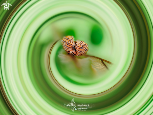 A Doto Sea Slug