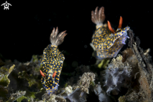 A Hypselodoris roo 