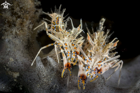 A Tiger Shrimp