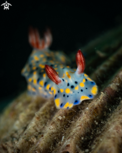 A Hypselodoris infucata nudibranch