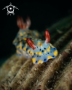 A Hypselodoris infucata nudibranch