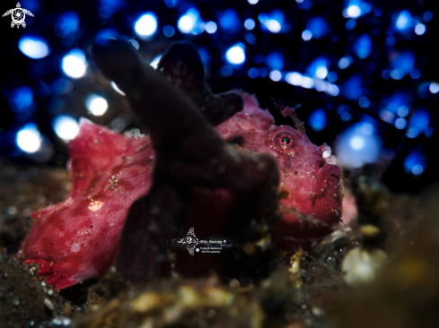 A Frogfish