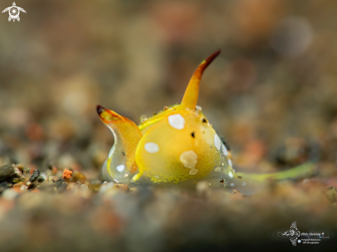 A Sea Slug