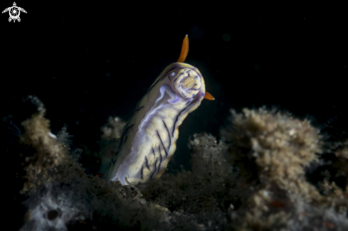 A Hypselodoris zephyra