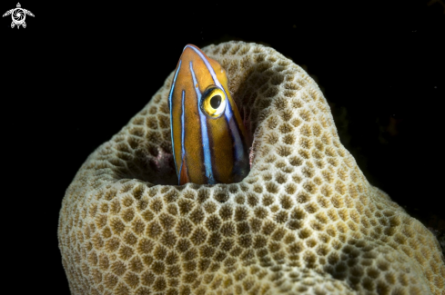 A Plagiotremus rhinorhynchos