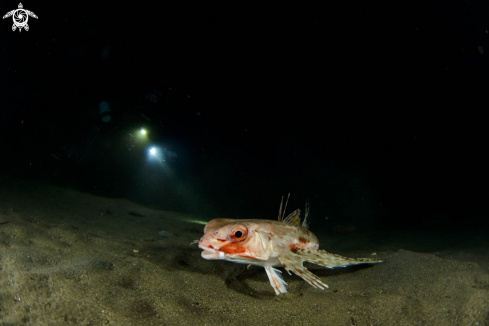 A Pesce Civetta