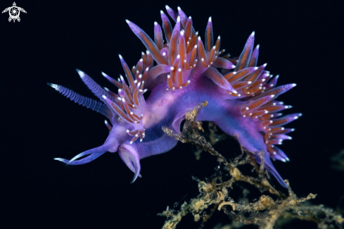 A Flabellina rosa nudibranch