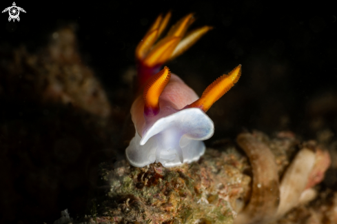 A Hypselodoris bullockii nudibranch