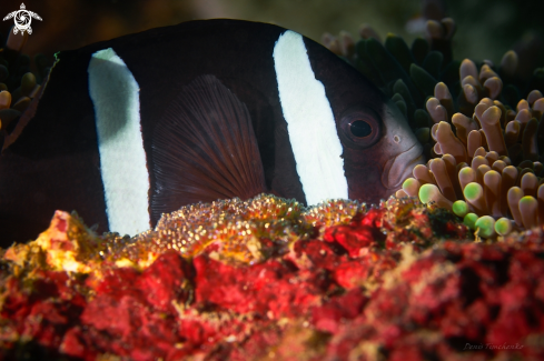 A CLOWN FISH