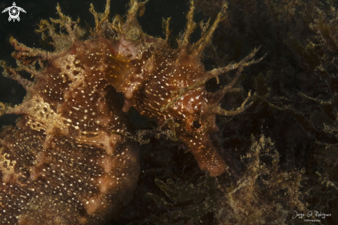 A Longsnut seahorse