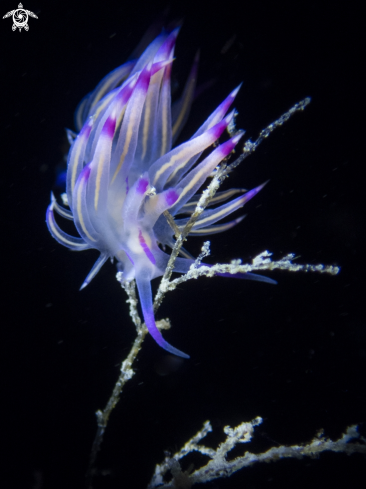 A nudibrach