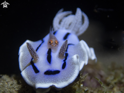A nudibrach