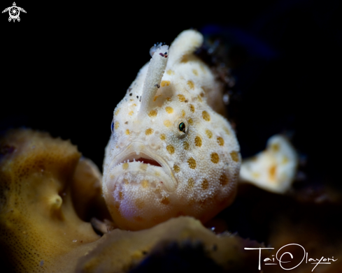 A Painted Frogfish